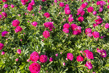 10 TREE PEONY Mountain Paeony Paeonia Suffruticosa Arborea Mixed Colors Red Pink White Purple Yellow Bicolor Flower Shrub Seeds